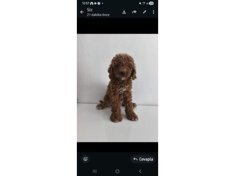Bazı sebepten dolayı köpeğimi vereceğim