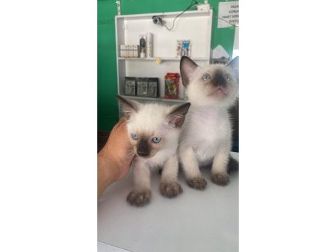 Çok ama çok güzel siyam bebekler yeni yuvasını bekliyor