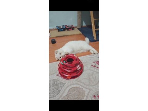 Scottish fold blue kedimiz