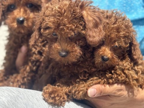 Ankranın en seçkin redbrown toy poodle yavruları