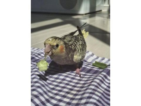 Full evcil sultan papağanı