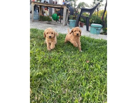 Cockapoo bebekler