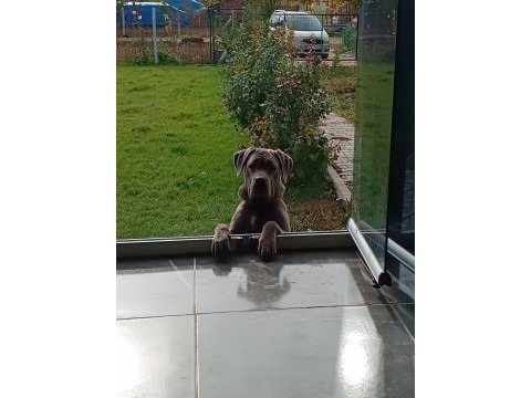 Cane corso blue