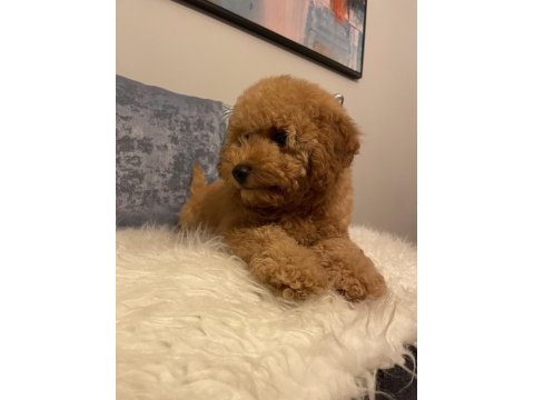 Poodle aşılı garantili yavru