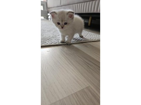 Scottish fold blue point bihter 3 haftalik