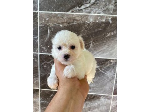 Minyatür orjinal morkie