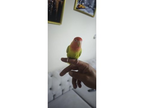 Sevda papağanı 8 aylık