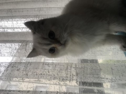 1 yaşında dişi british shorthair