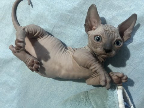 1 aylık dişi ve erkek aşılı bambino sfenks yavrular