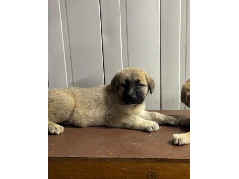 Boz kangal yavruları