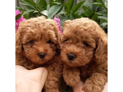 Toy poodle yavruları