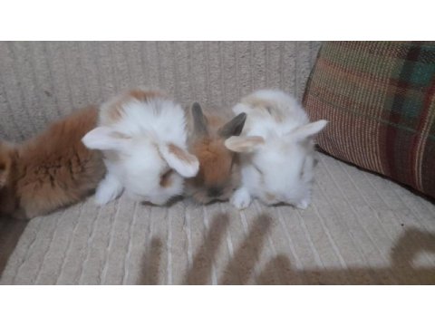 Hollanda lop tavşanı
