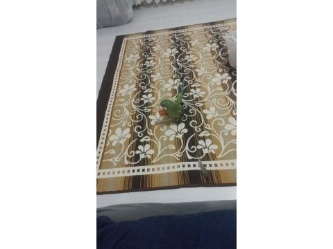 Erkek 1.5 yaş full evcil erkek alexander elden teslim