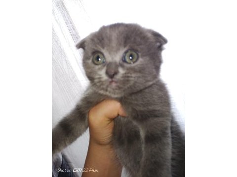 Dişi 2 adet scottish fold