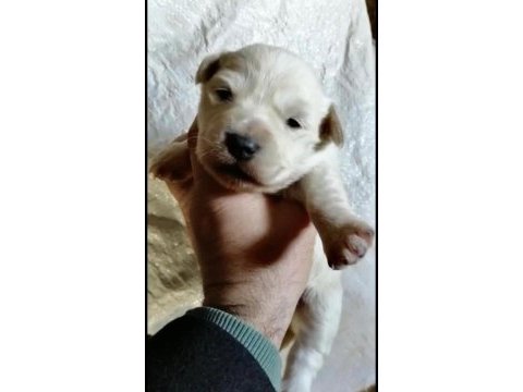 Maltese terrier çok uygun fiyat
