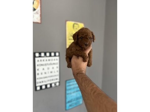 Toy poodle yavru