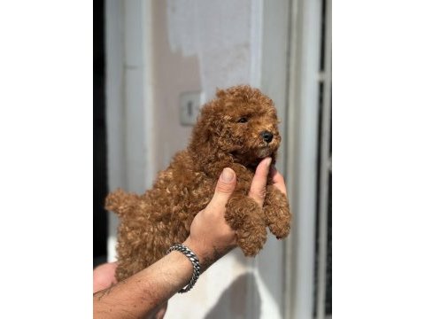 0 numara toy poodle kızımız
