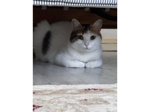 Kısırlaştırılmış kedimize ömürlük aile varmı