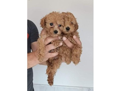 Poodle ayarı maltipoo yavrularımız