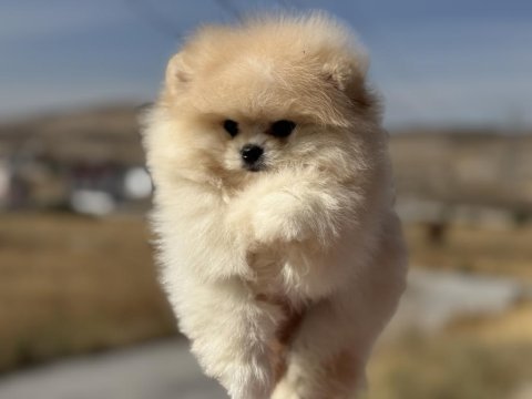 Petmode köpek çiftliğinden teddy face pomeranian