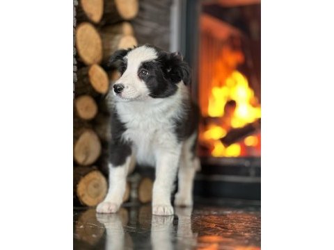 Border collie yavruları aşıları tam