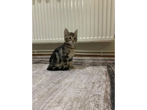 Sahiplendirme tekir kedimiz