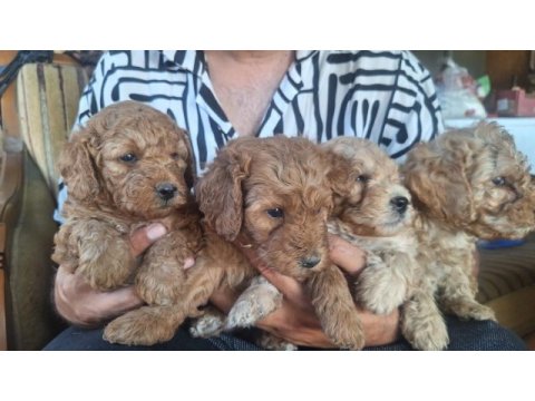 Maltipoo kalite yavrular ırk sağlık garantili