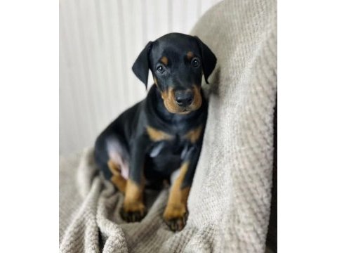 Asil görünümlü doberman yavruları