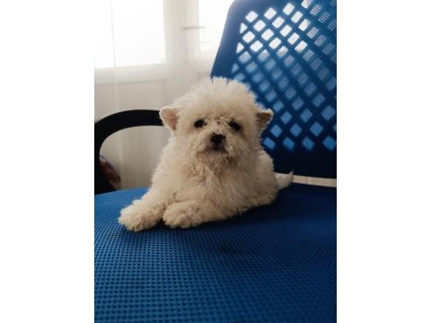 Maltipoo yavru köpekler