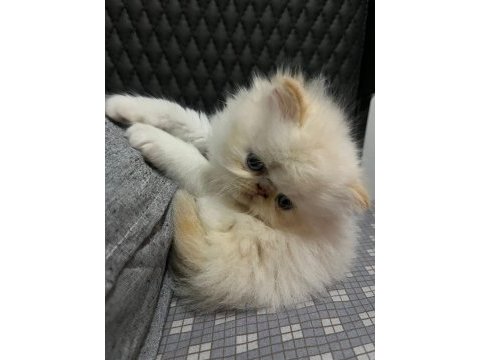 Show kalite ırk garantili iran kedisi bebeğimiz