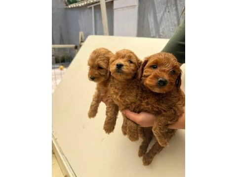 Maltipoo bebek köpekler
