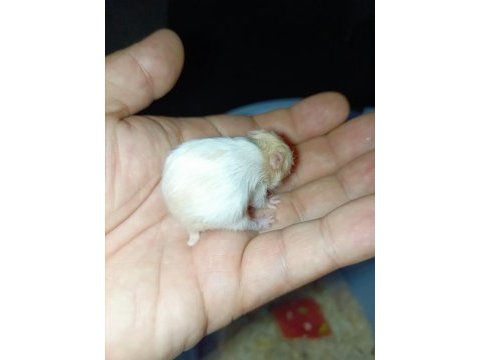 Özel tür teddy bear ve dwarf hamster