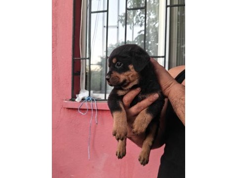 Koca kafa rottweiler yavruları