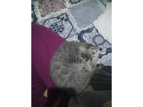 2 aylık erkek tekir kedimiz çok oyuncu ve akıllı