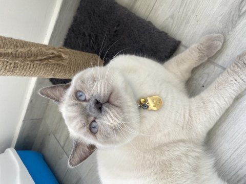Kendi british shorthair kedim