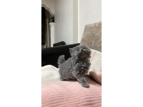 British shorthair ve scottish fold yavrular