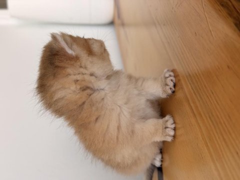 Safkan british shorthair golden ny12 yavrum