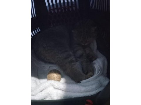 Çok tatlı scottish fold straight ve jack terrier