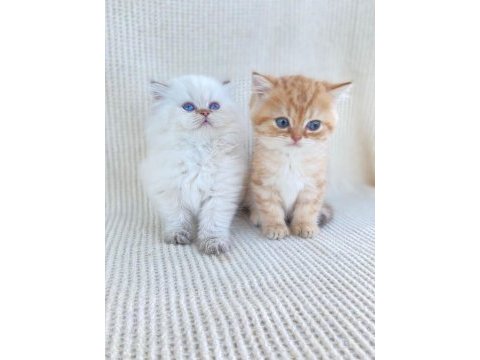 British longhair ve short kardeşler