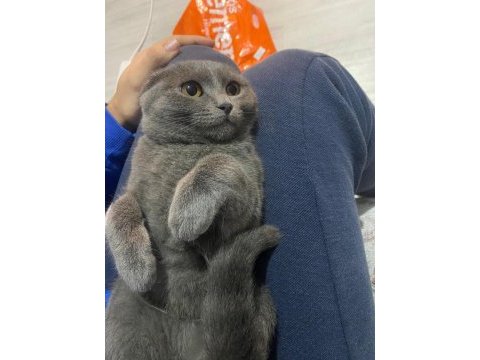 5 aylık dişi scottish fold
