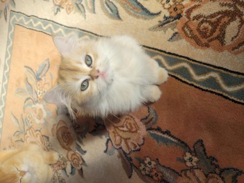 British golden longhair