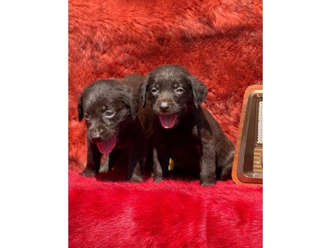 Labrador redriever sevimli yavrular