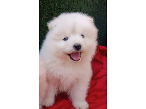 Kar beyaz samoyed yavrular teslime hazır