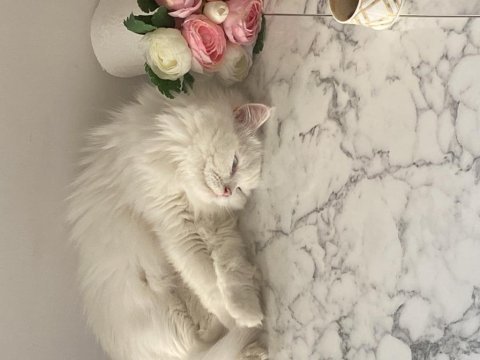 British longhair kızımıza yeni yuva arıyoruz