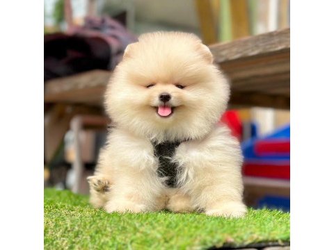 Safkan pomeranian boo bebekler