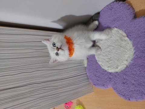 British shorthair prensesim hazır