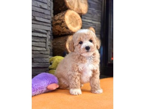 Teddy surat kore kan maltipoo yavrularımız