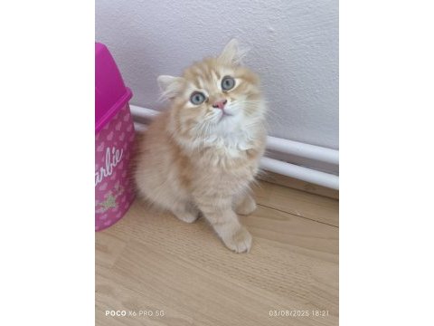 Küçük scottish fold minnaklar
