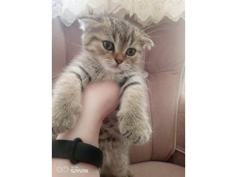 2 aylık scottish fold erkek
