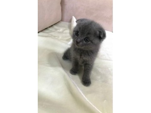 Scottish fold blue point